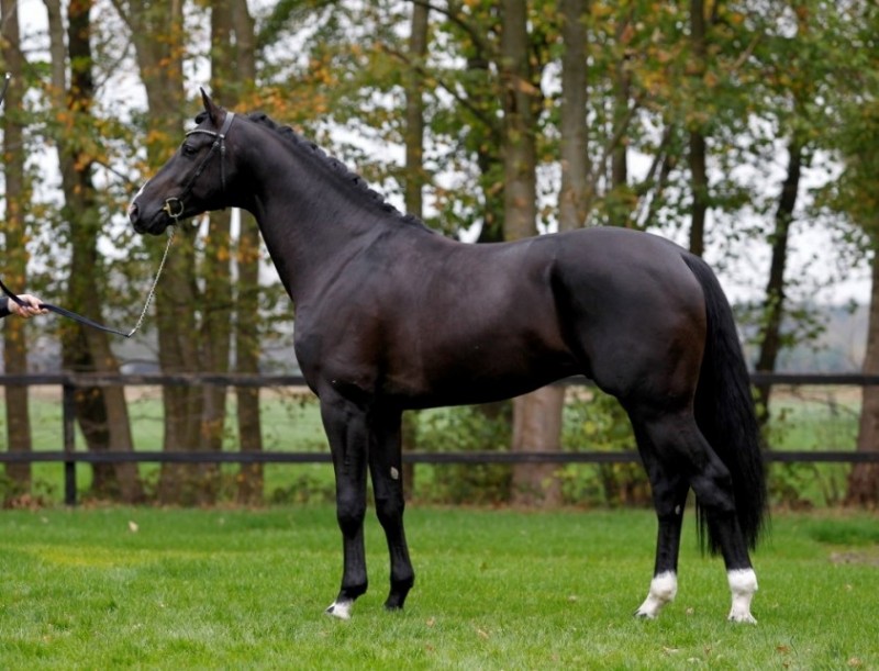 Stallion Firestone KWPN approved! - News