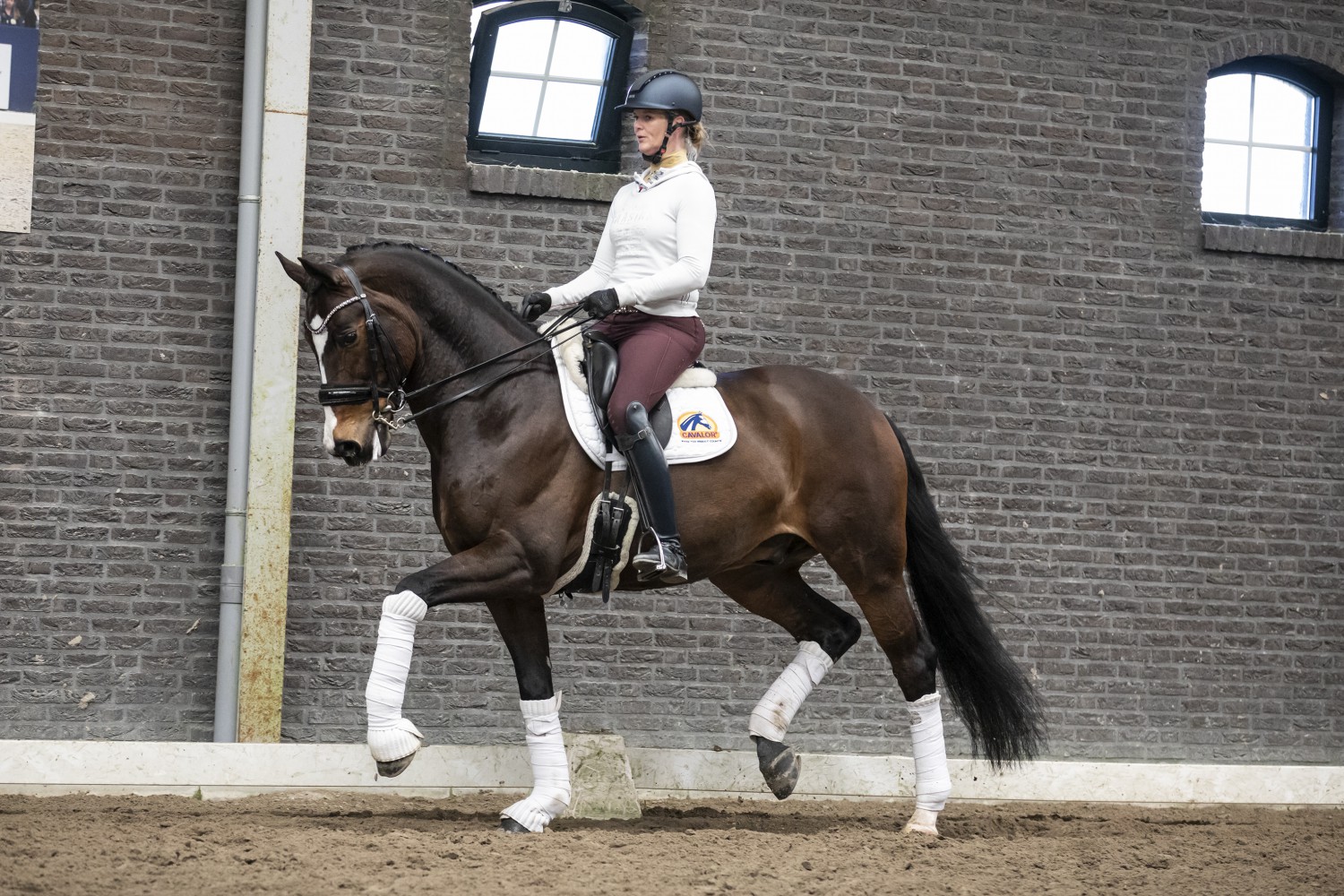 Actie Moderniseren was Top Grand Prix paard te koop! - Nieuws