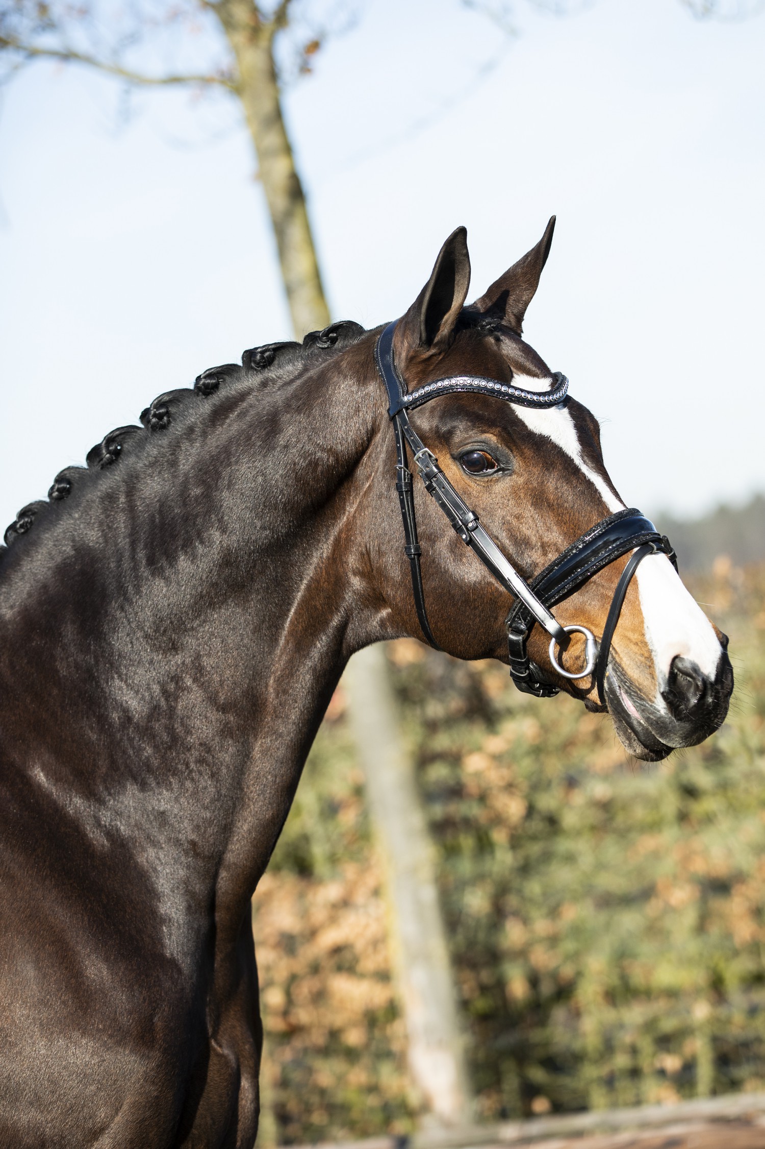 Actie Moderniseren was Top Grand Prix paard te koop! - Nieuws