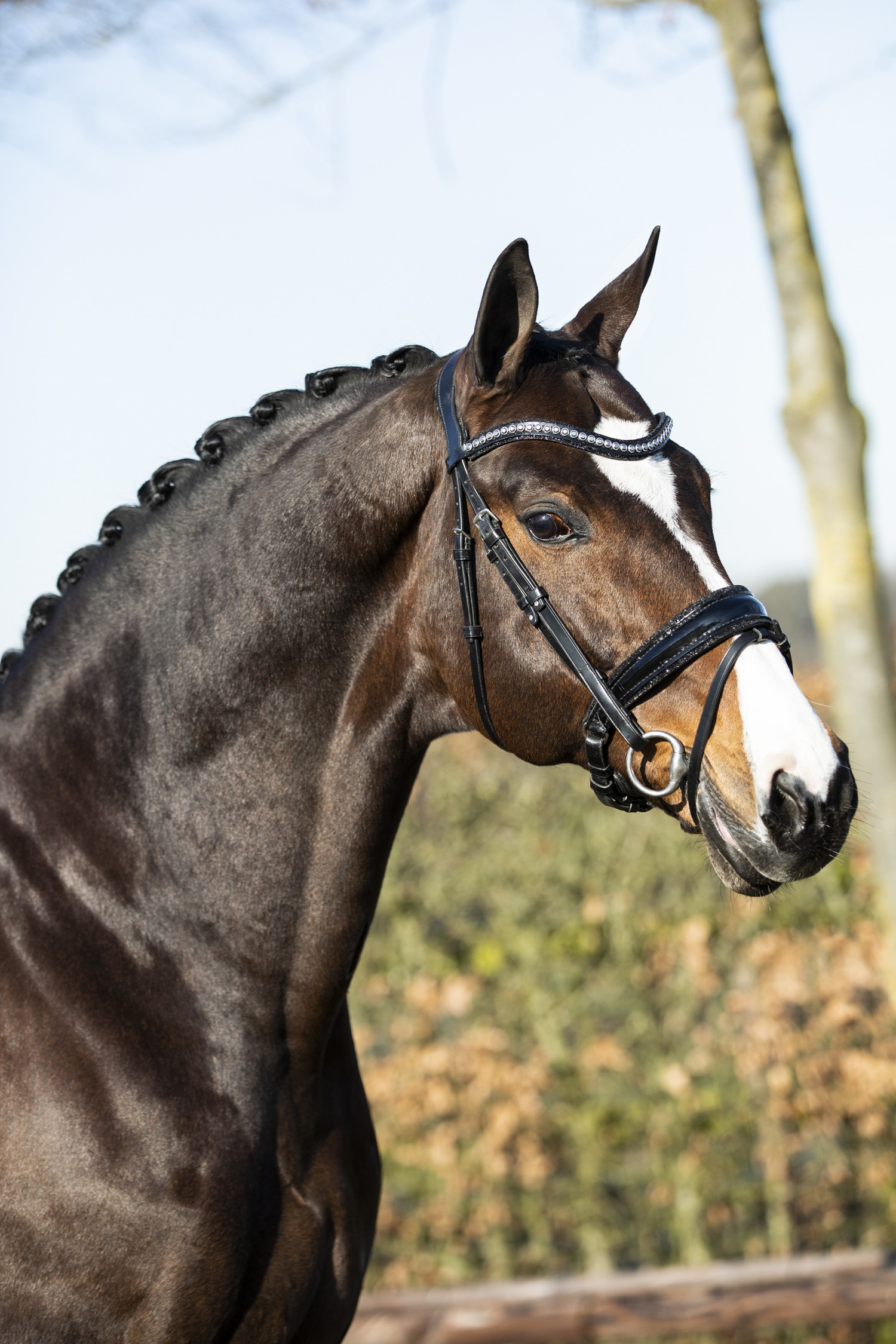 voorwoord Gelukkig Typisch Top Grand Prix paard te koop! - Nieuws