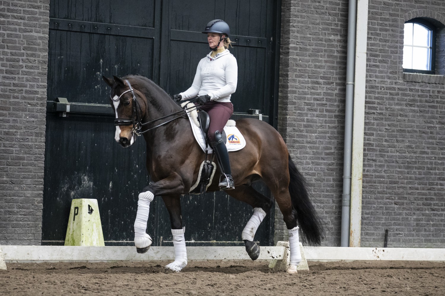 Actie Moderniseren was Top Grand Prix paard te koop! - Nieuws