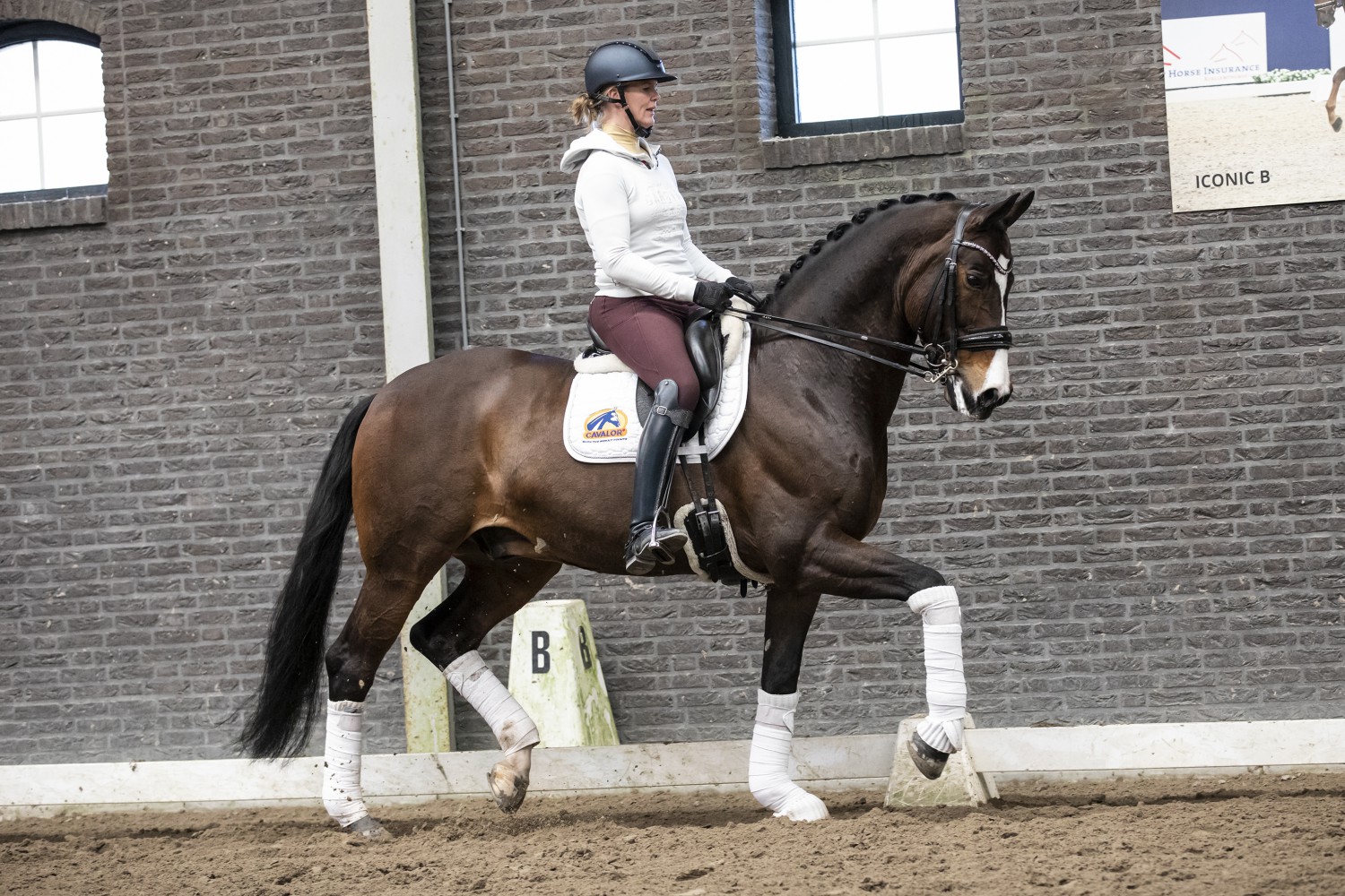 lijden Nauwgezet naast Top Grand Prix paard te koop! - Nieuws